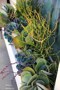 Species Spotlight Colorful Kalanchoe Care The Succulent Eclectic