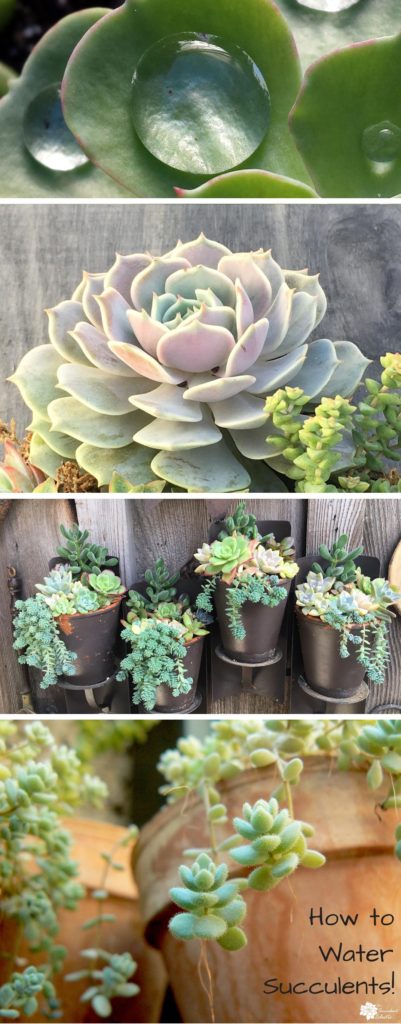 how to water succulents 2