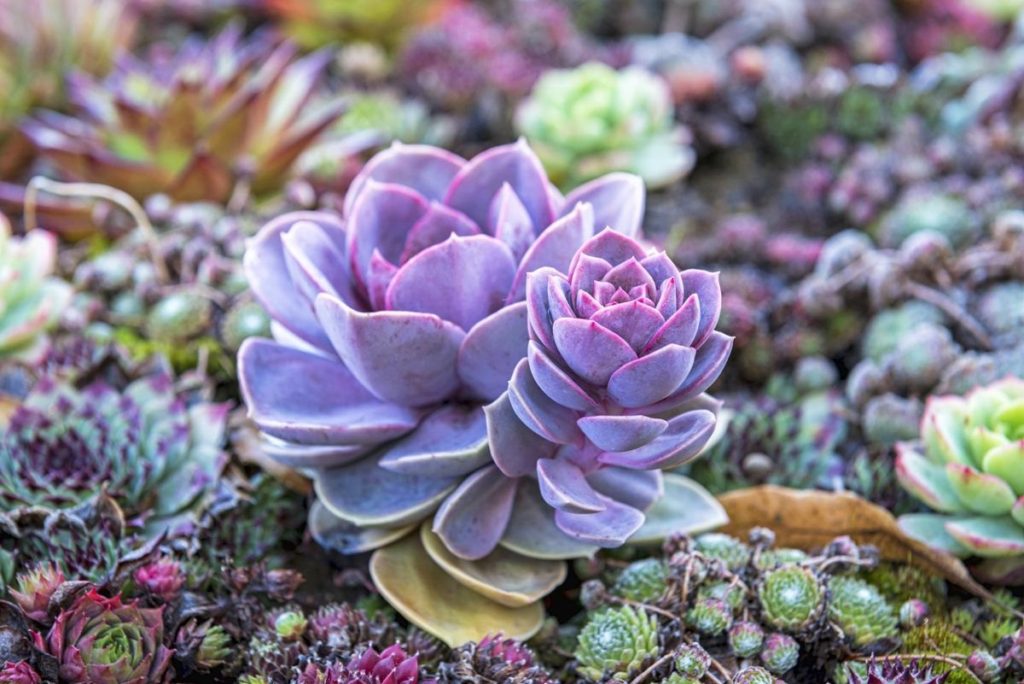 succulents in a wide range of colors and forms - how to care for succulents