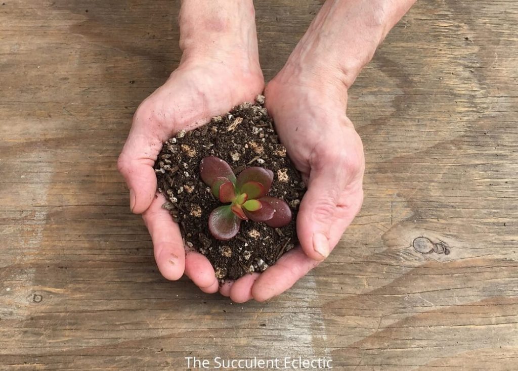 succulent soil held in hand with crassula ovata