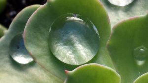 Read more about the article How to Water Succulents? (Pssst – Your Plants Will Tell You!)