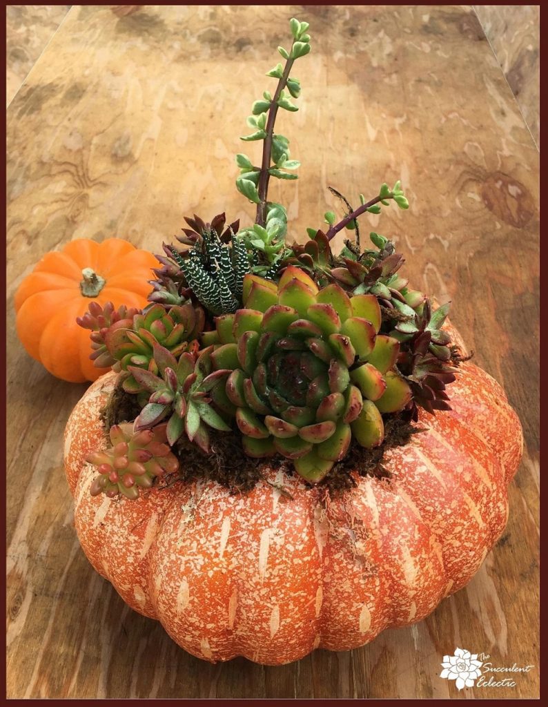 Succulent pumpkin, mixed succulents in fall colors, with burgundy accents planted on a 
