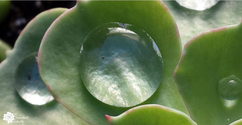how to water echeveria succulents