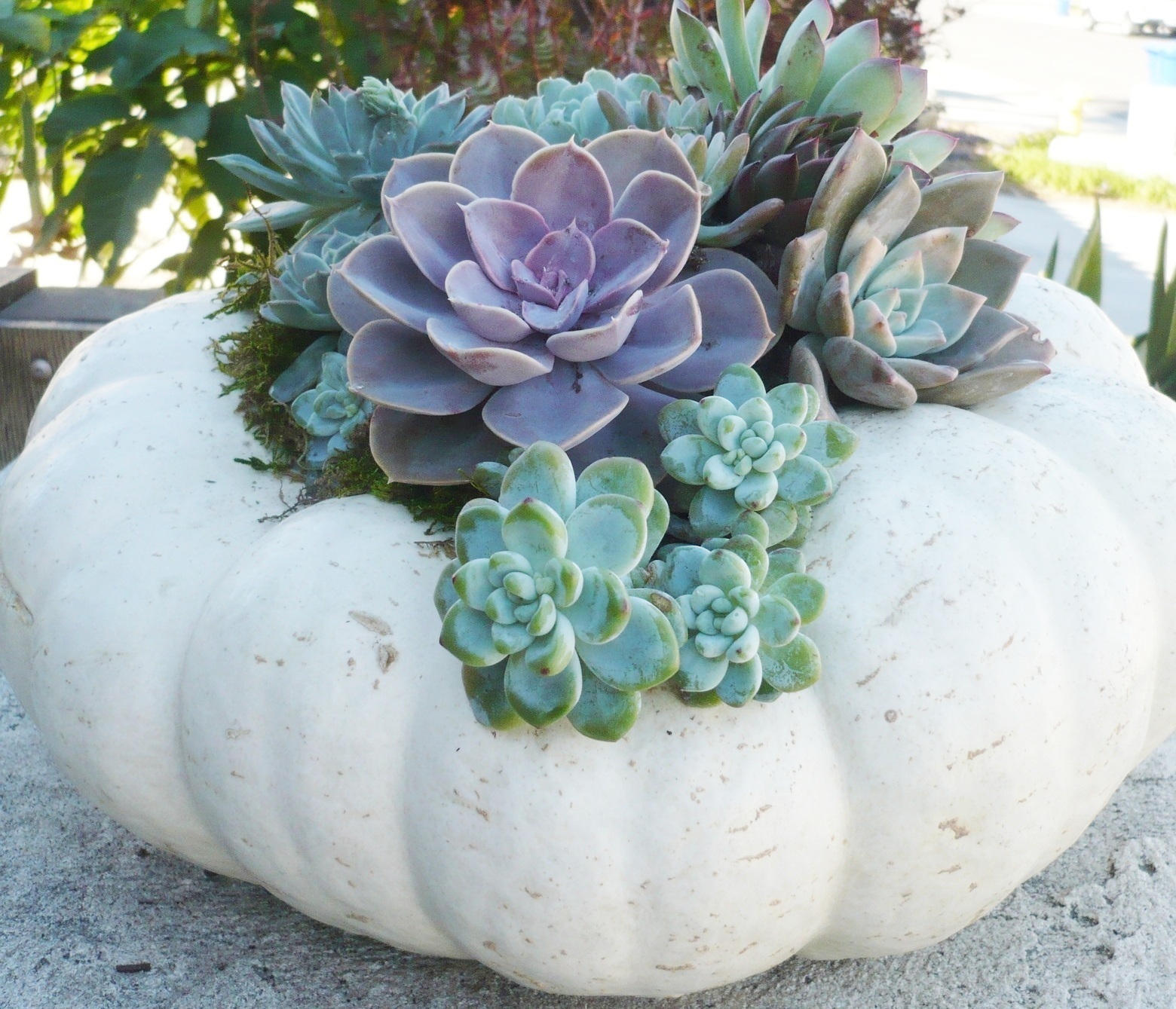 Read more about the article DIY Succulent Pumpkin – No Carve, No Glue, Lasts for Months!
