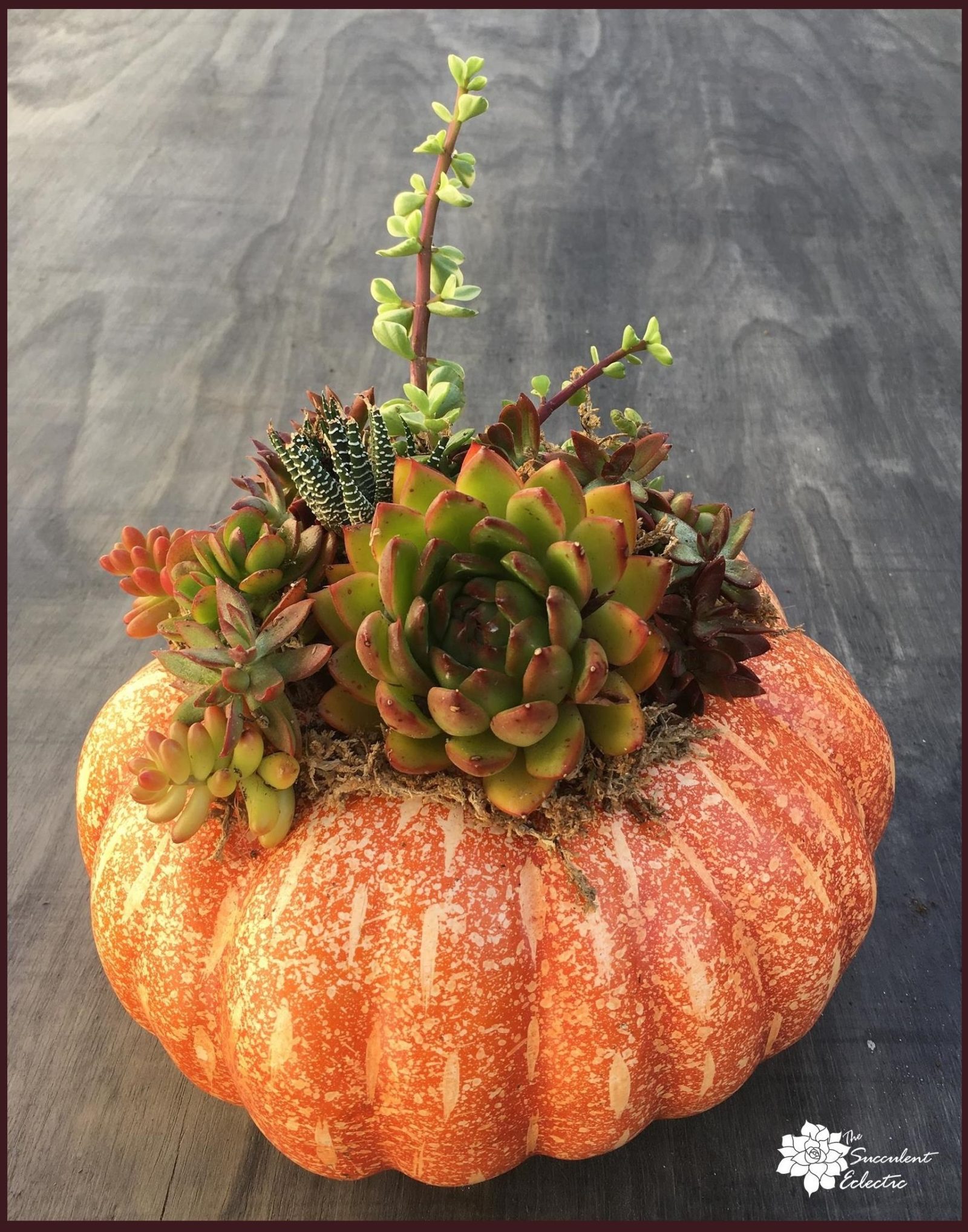 DIY Succulent Pumpkin No Carve, No Glue, Lasts for Months! The