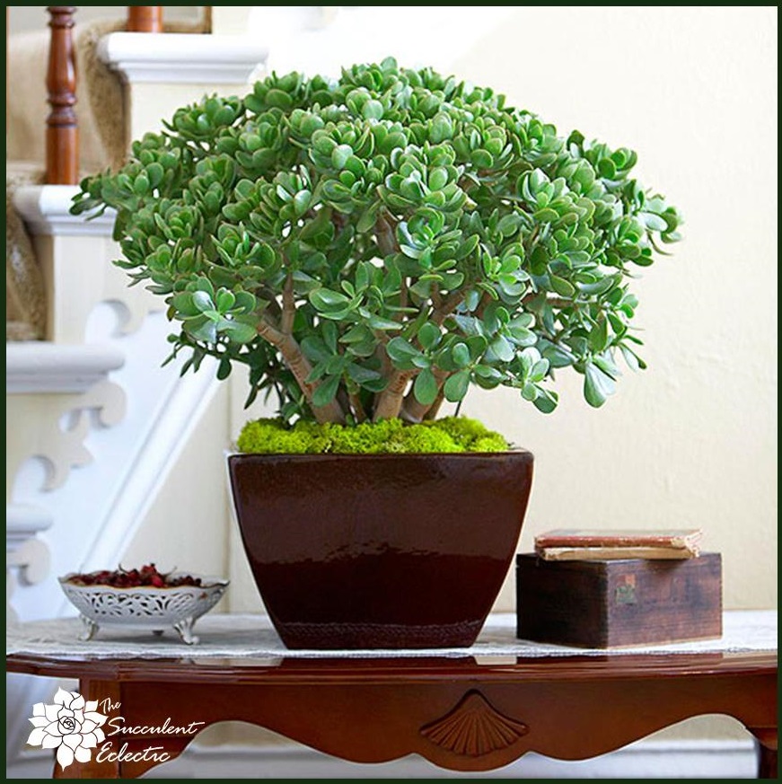 crassula ovata are elegant succulent houseplants