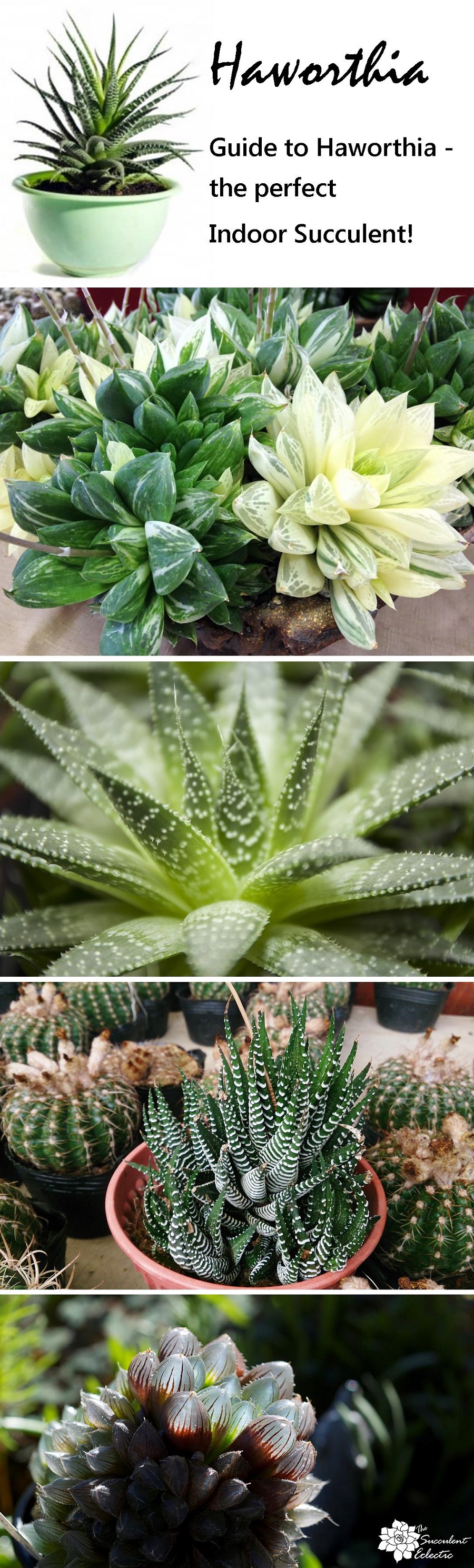 Haworthia guide – perfect indoor succulent – The Succulent Eclectic