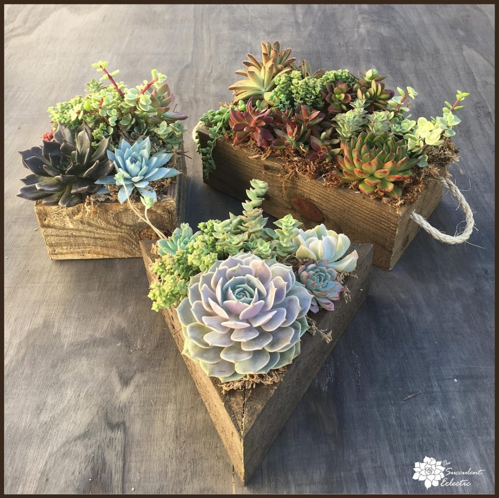 Buy hand built reclaimed wood planter boxes filled with colorful succulents 