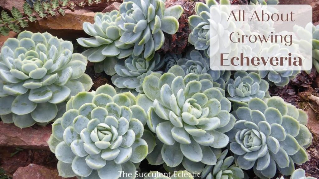 all about growing echeveria