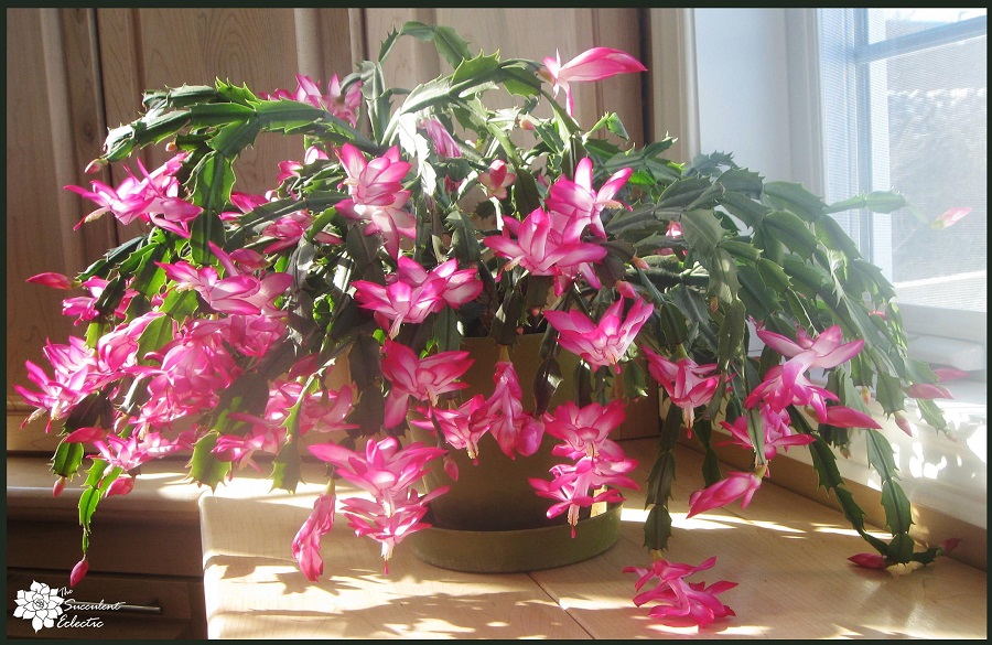 flowering succulent Christmas cactus are easy indoor succulents