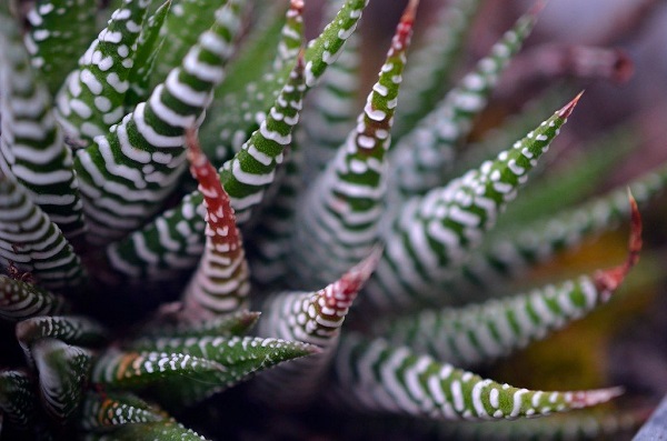 Species Spotlight Haworthia Exceptional Indoor Succulent The Succulent Eclectic,Pad Thai Noodles And Company