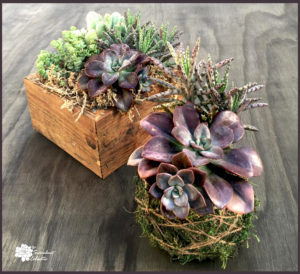 Read more about the article DIY Succulent Kokedama Balls!