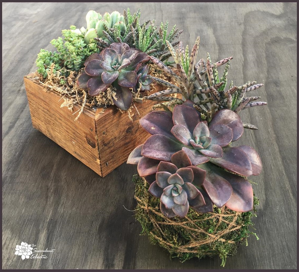 You are currently viewing DIY Succulent Kokedama Balls!
