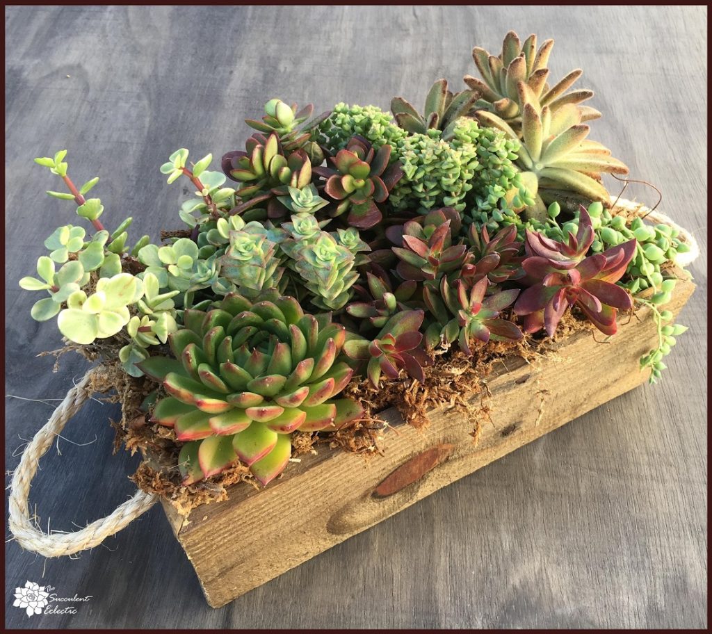 succulent planter box for sale