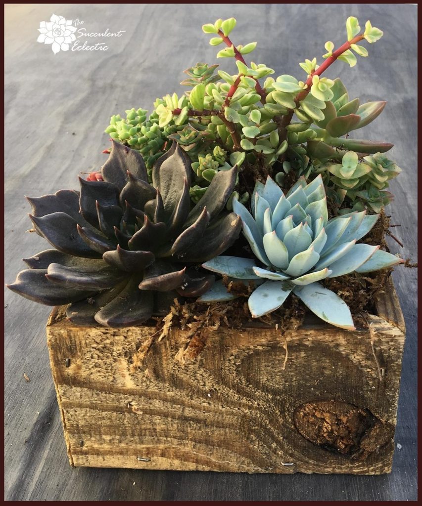 succulent box of reclaimed wood - order yours