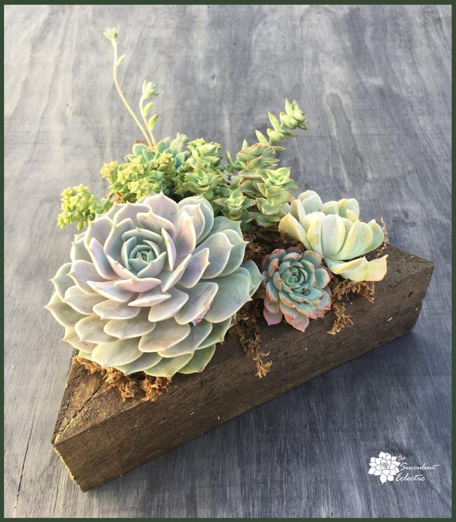 succulent box made of reclaimed wood filled with colorful succulents - for sale