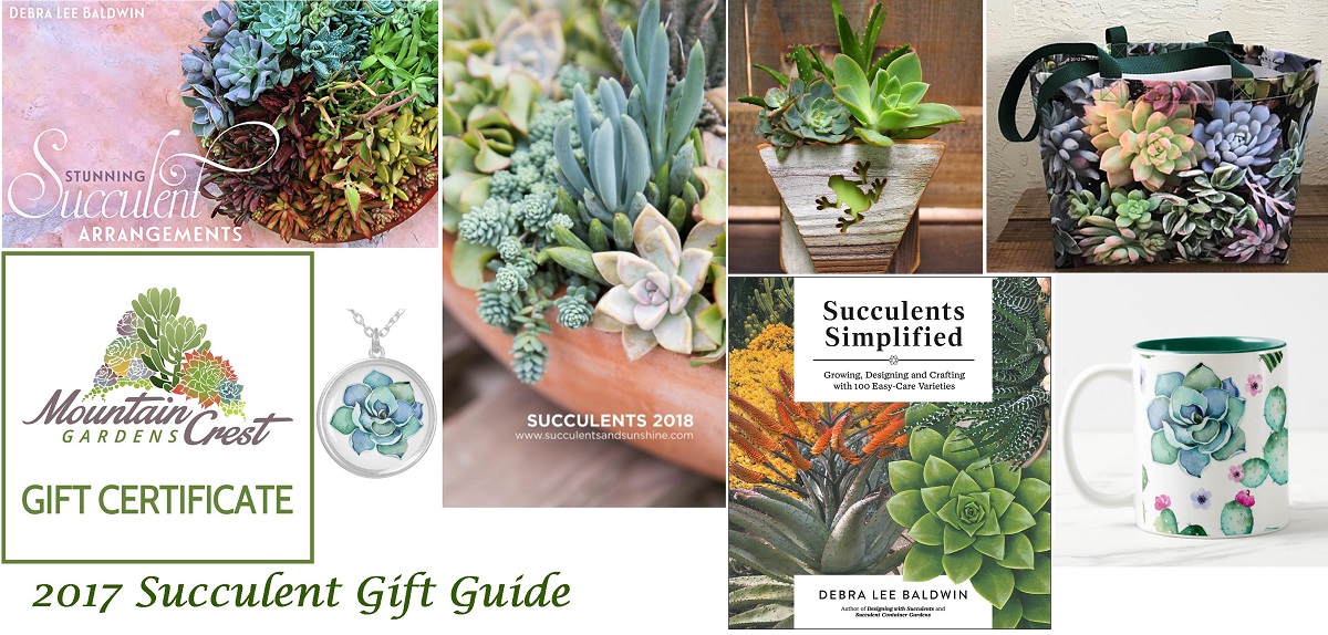 Read more about the article 10 Great Gifts for Succulent Lovers – Holiday Gift Guide!