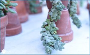 Read more about the article Species Spotlight ~ Crassula! Not Just Filler – Fabulous!