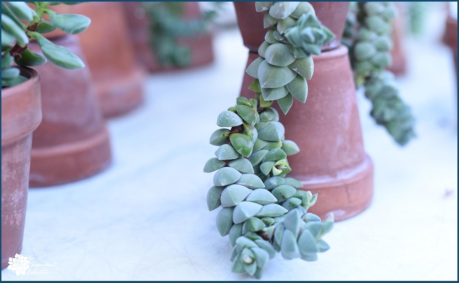 You are currently viewing Species Spotlight ~ Crassula! Not Just Filler – Fabulous!