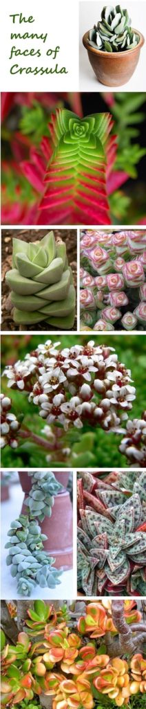 Species Spotlight ~ Crassula! Not Just Filler - Fabulous! | The ...