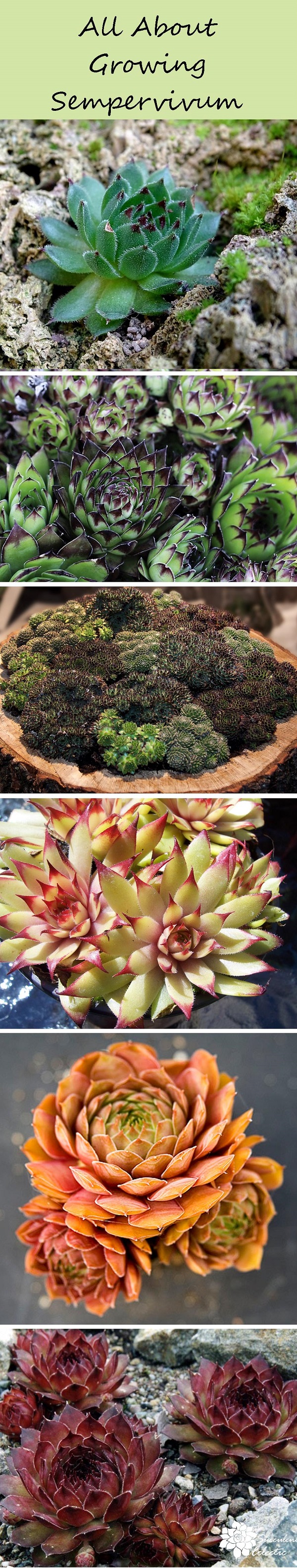 Species Spotlight - Sempervivum aka Hens and Chicks! | The Succulent ...