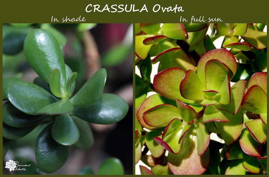 color changes in crassula ovata in shade and full sun