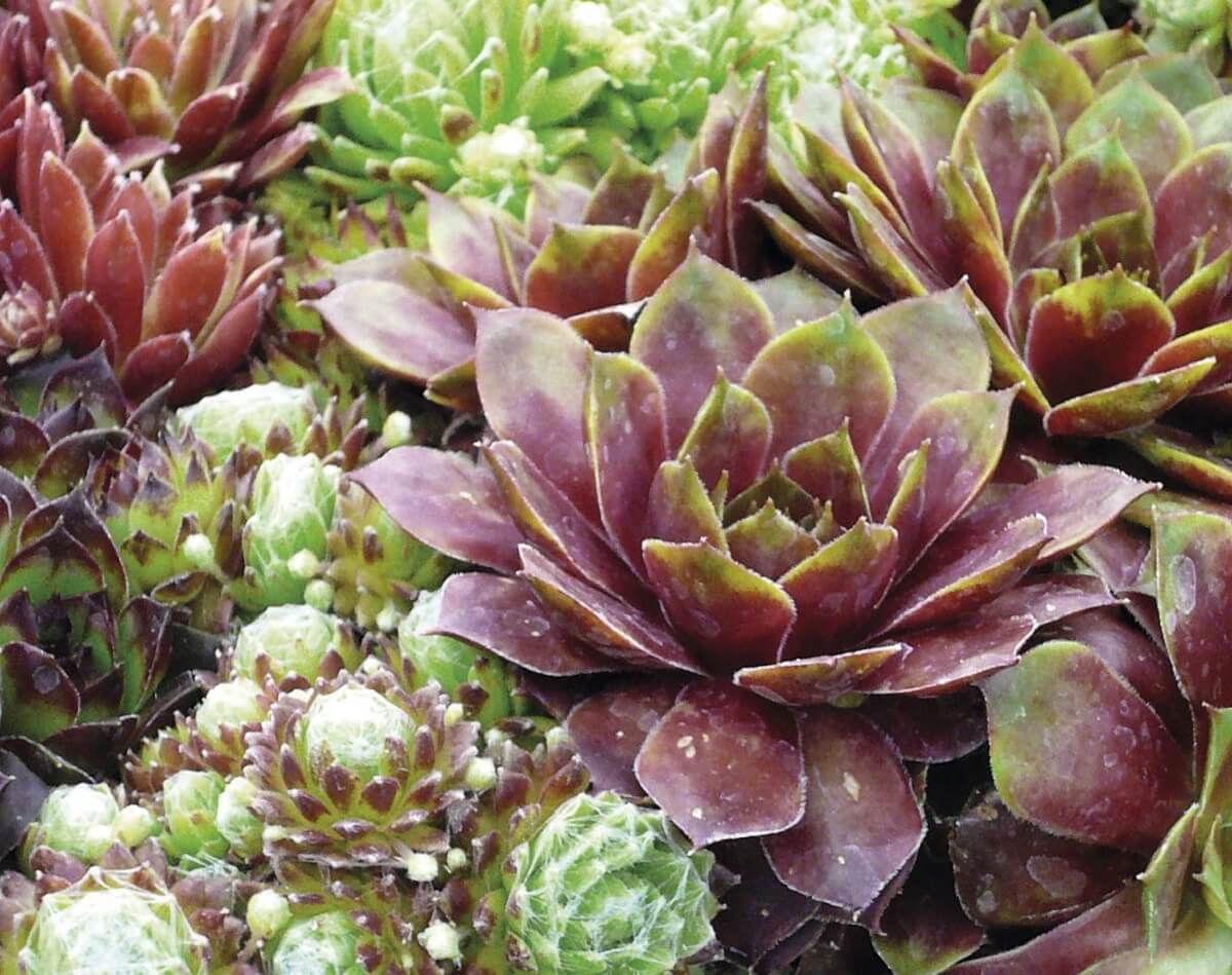 You are currently viewing Species Spotlight – Sempervivum aka Hens and Chicks!