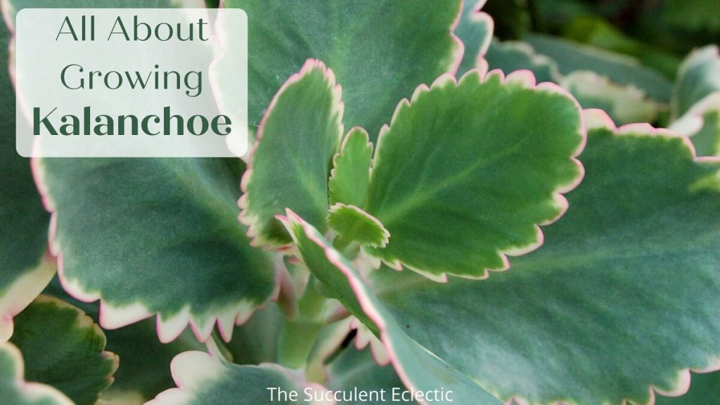 All About Growing kalanchoe