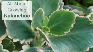 Read more about the article Species Spotlight – Colorful Kalanchoe Care