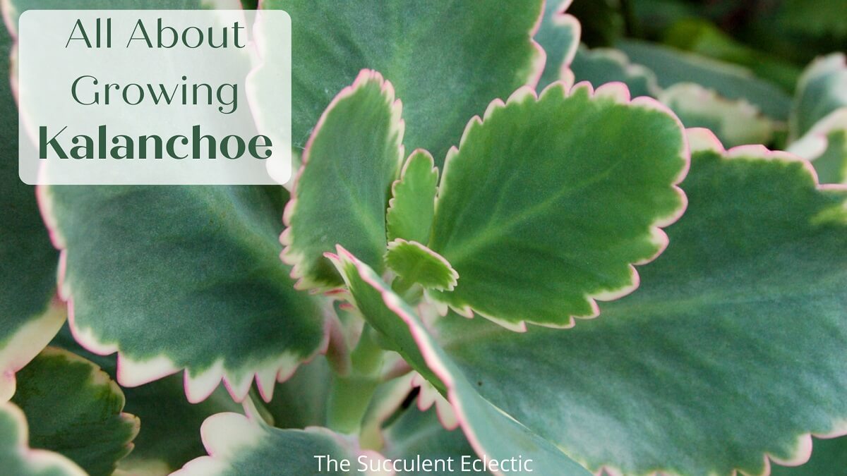 You are currently viewing Species Spotlight – Colorful Kalanchoe Care