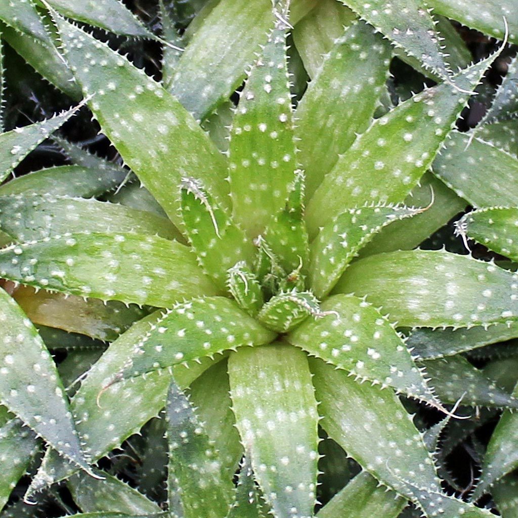 Aloe aristata - Lace Aloe, Torch Plant