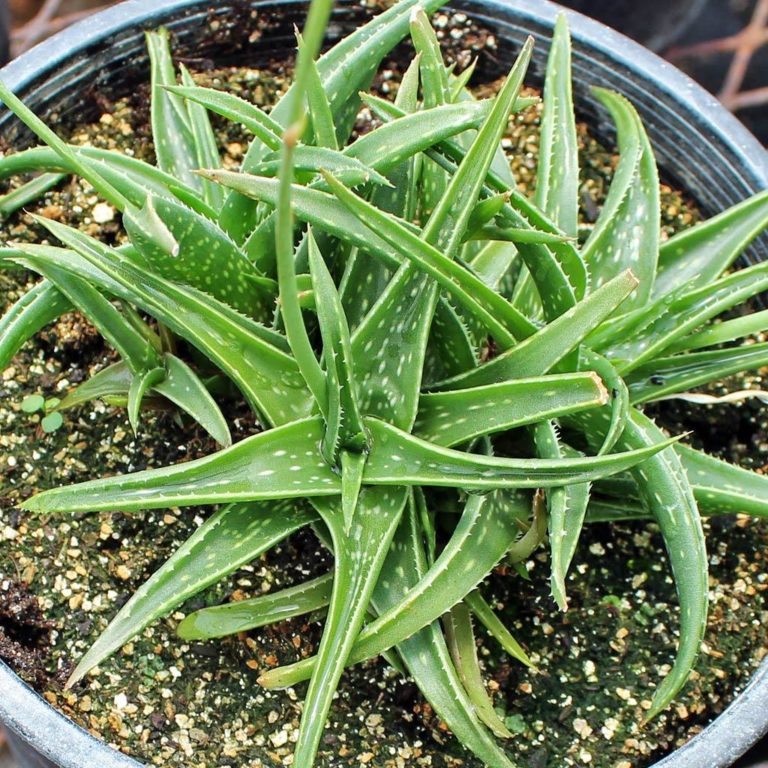 Species Spotlight - Aloe Plant Care | The Succulent Eclectic