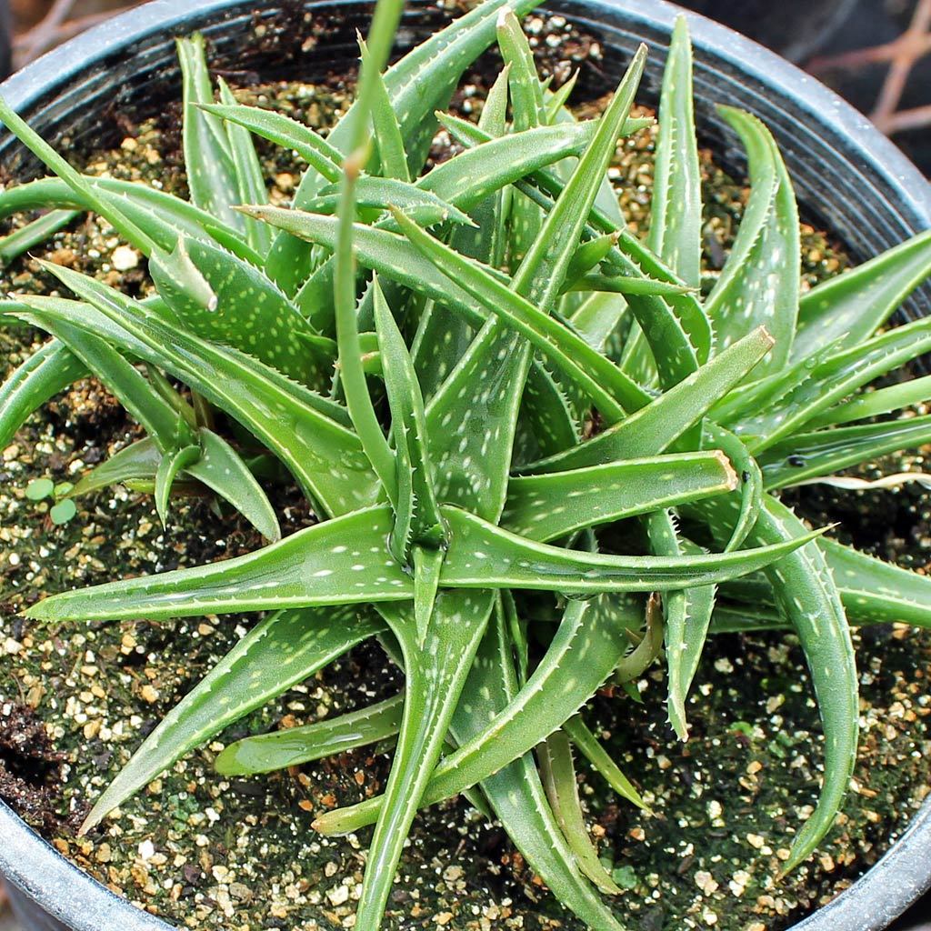Aloe Firebird, aloe varieties care