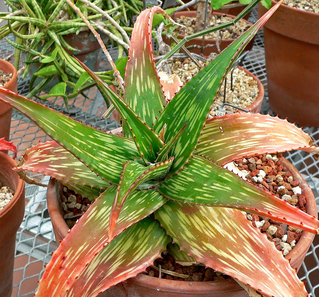 Aloe Plant care