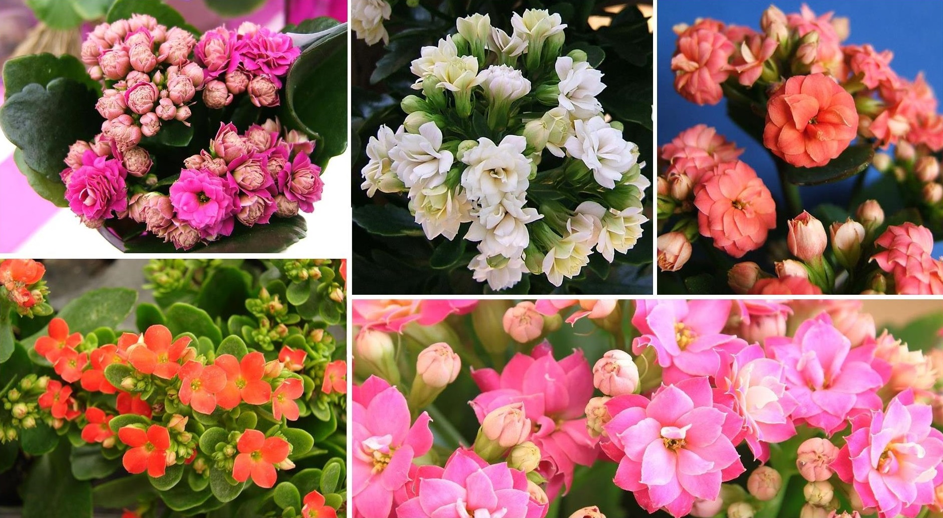 You are currently viewing Kalanchoe Blossfeldiana Care & Reblooming!