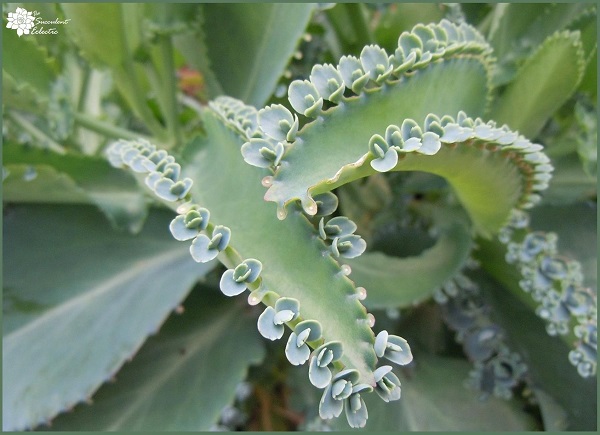 kalanchoe mother of thousands is one of easiest succulents to propagate