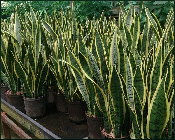 Read more about the article Species Spotlight – Sansevieria! aka Snake Plant