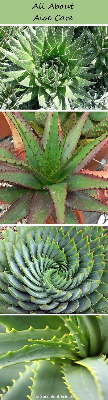 All about growing aloes
