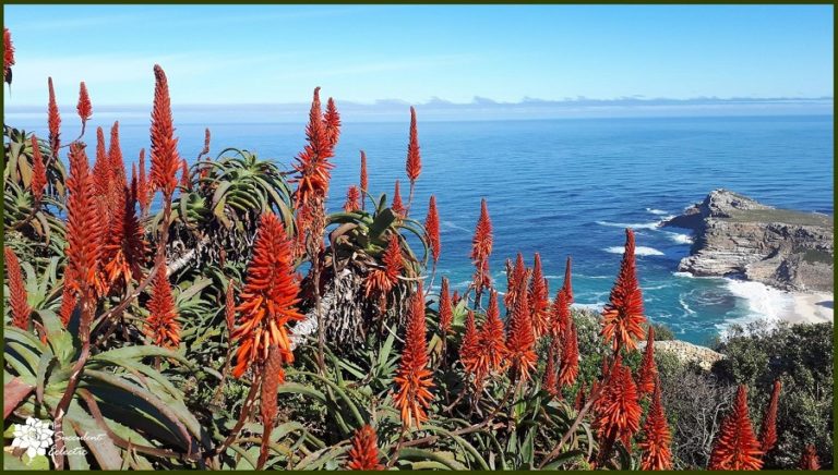 Species Spotlight - Aloe Plant Care | The Succulent Eclectic