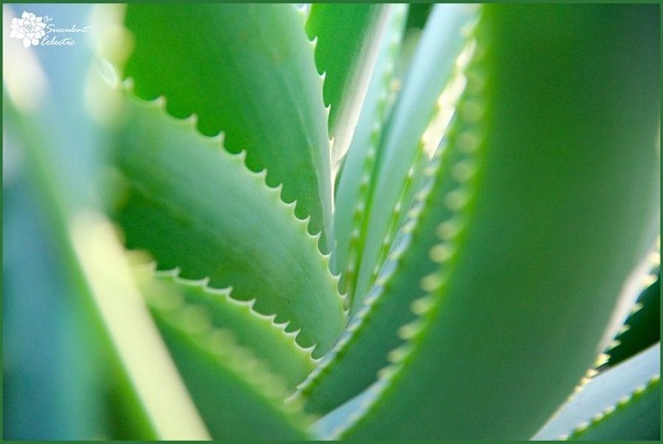 Close up of aloe succulent plant