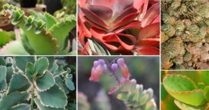 Read more about the article Species Spotlight – Colorful Kalanchoe Care