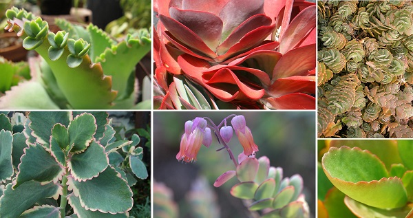 Species Spotlight - Colorful Kalanchoe Care 