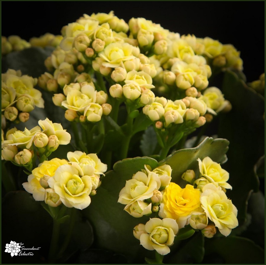 simple steps for how to make kalanchoe bloom