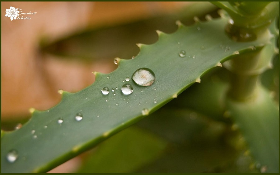 how to water aloe plants