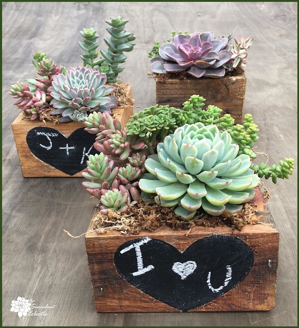 reclaimed wood planter with chalkboard heart filled with succulents for sale