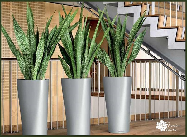 sansevieria snake plant, easy indoor succulent plant