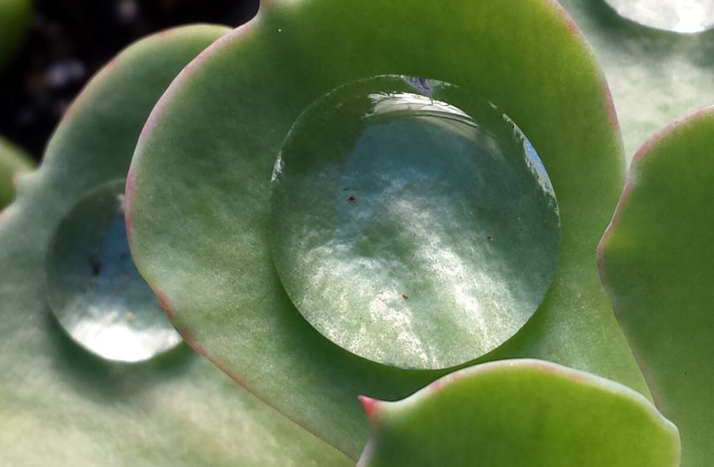 water on succulent