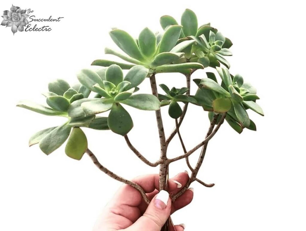 succulent stem cutting aeonium kiwi 
