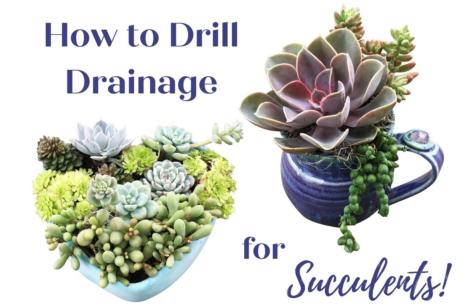 You are currently viewing Planting Succulents in Containers Without Drainage? Drill Your Own!