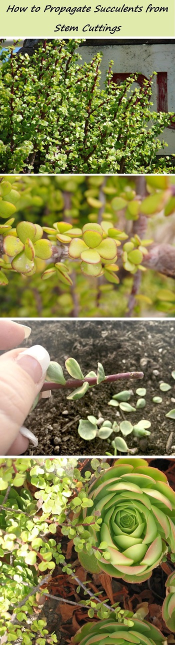 Propagating Succulents from Stem Cuttings | The Succulent Eclectic